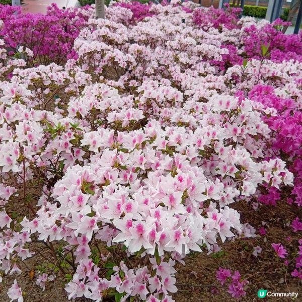 春天花開，紫羅蘭海！🌸💜