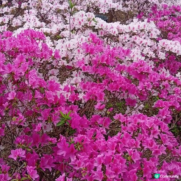 春天花開，紫羅蘭海！🌸💜