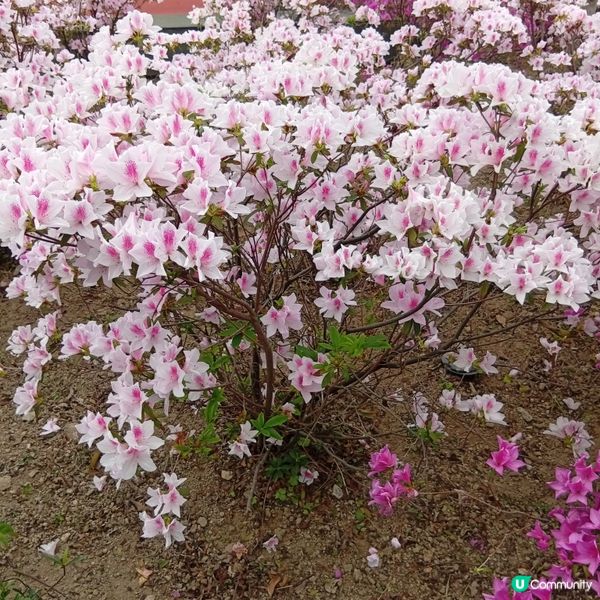 春天花開，紫羅蘭海！🌸💜