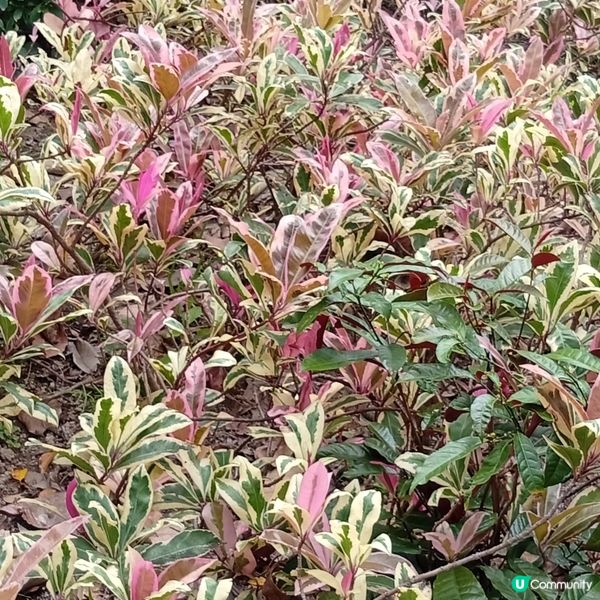 春天花開，紫羅蘭海！🌸💜