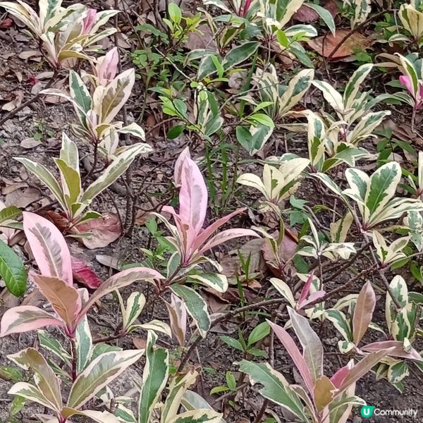 春天花開，紫羅蘭海！🌸💜