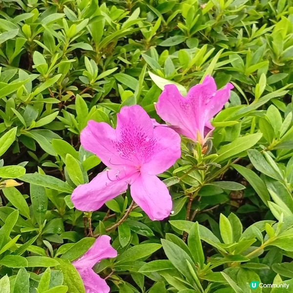 春天花開，紫羅蘭海！🌸💜