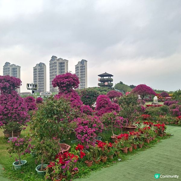 惠洲度假打卡好去處分享🥳千花洲生態園💯千花洲旅遊度假區