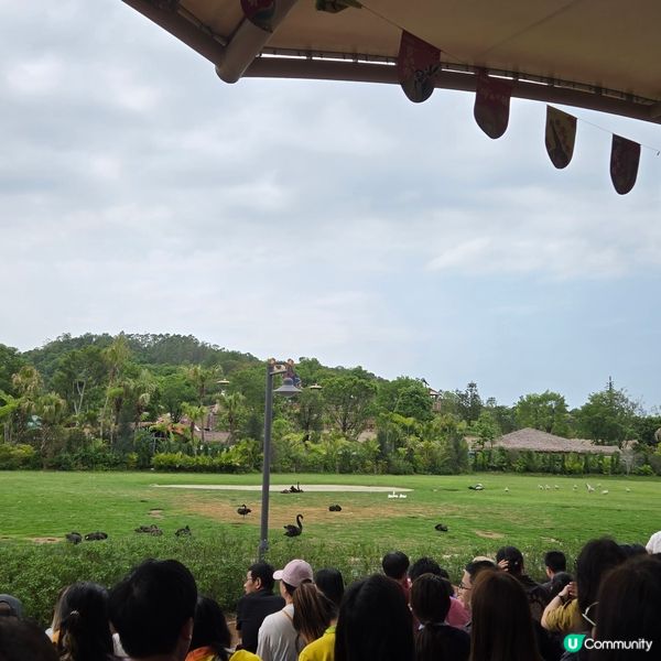 清遠長隆森林王國🐒🐴🐆🦓🦬🐘🦒