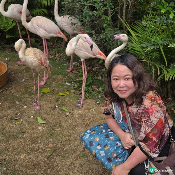 清遠長隆森林王國🐒🐴🐆🦓🦬🐘🦒