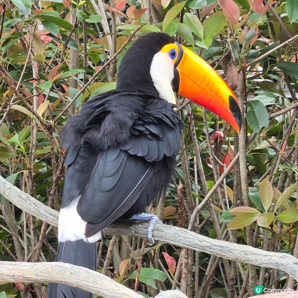 清遠長隆森林王國🐒🐴🐆🦓🦬🐘🦒