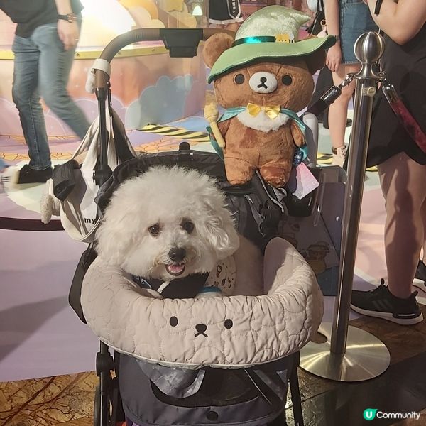 人山人海萬人齊撐💓🐻 鬆弛熊@朗豪坊