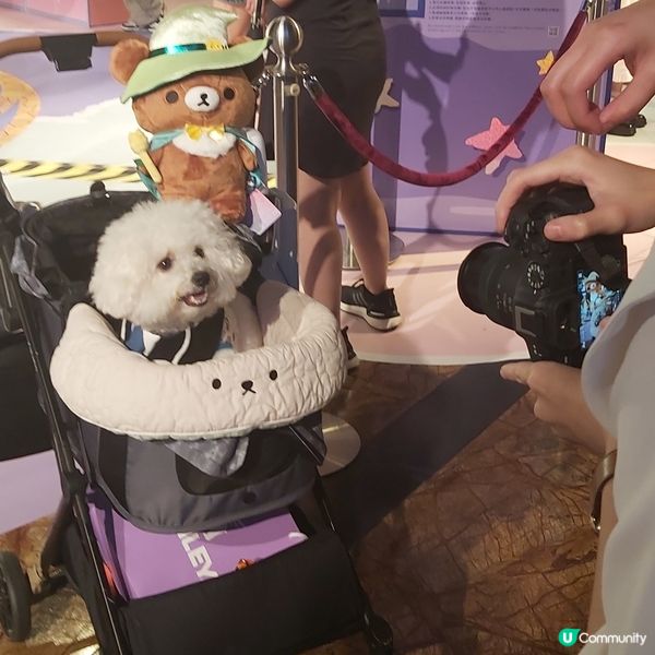 人山人海萬人齊撐💓🐻 鬆弛熊@朗豪坊