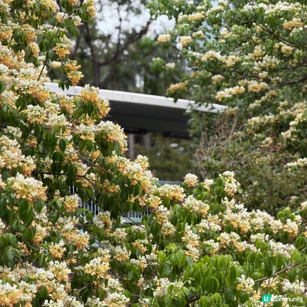 奧海城白色花海🌼