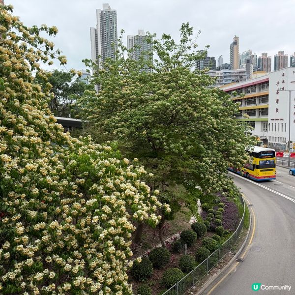 奧海城白色花海🌼