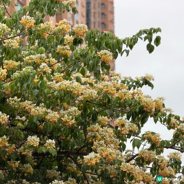 奧海城白色花海🌼