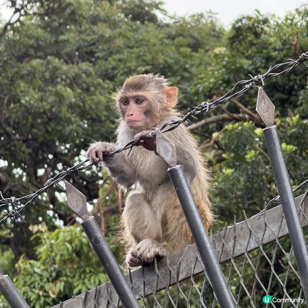 周末馬騮山歷險记 🐒🌲