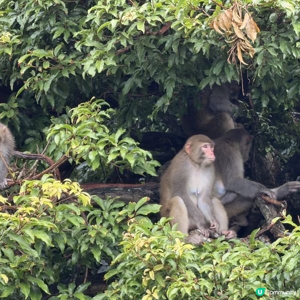 周末馬騮山歷險记 🐒🌲