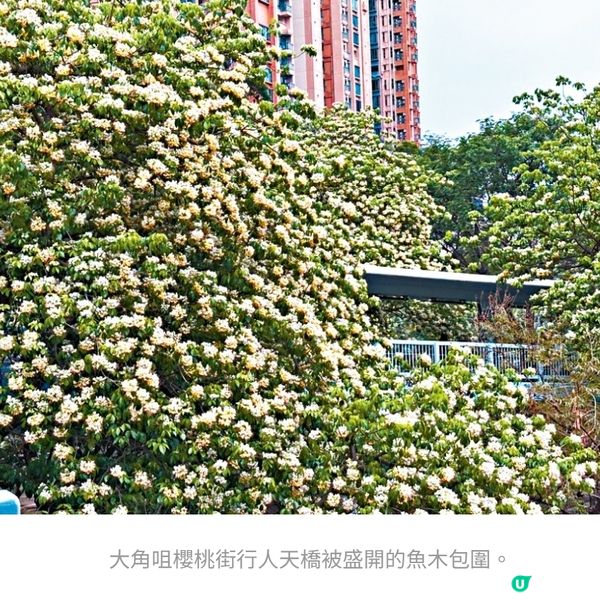  大角咀夢幻「花之隧道」 魚木驚艷綻放任打卡 