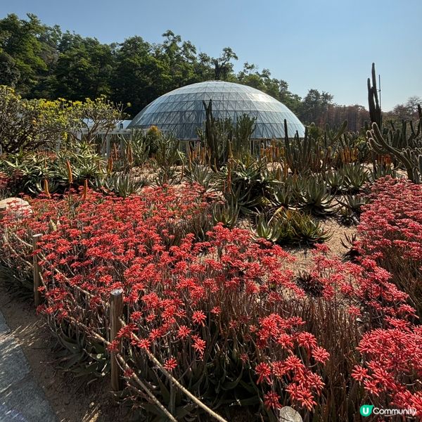 🌵 闖進沙漠秘境:深圳仙湖植物園 ✨