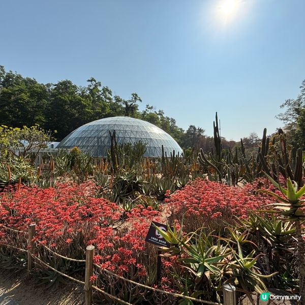 🌵 闖進沙漠秘境:深圳仙湖植物園 ✨