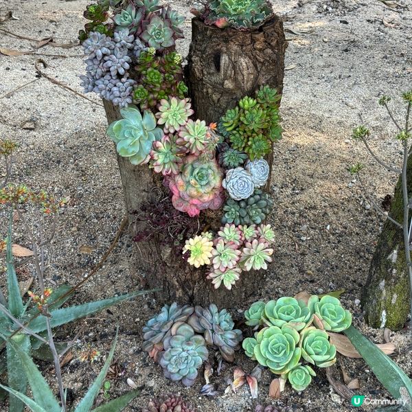 🌵 闖進沙漠秘境:深圳仙湖植物園 ✨