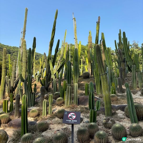 🌵 闖進沙漠秘境:深圳仙湖植物園 ✨