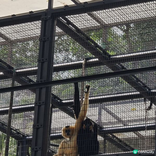 香港孔雀開屏！好運來！ 🦚✨