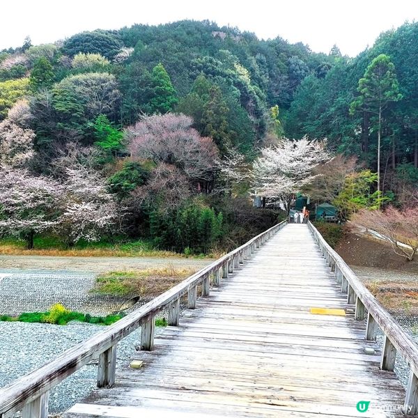 蓬萊橋賞春景 🍃🏞️ 897.4 公尺挑戰 去厄運