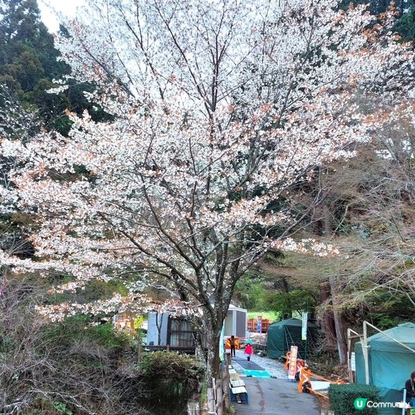 蓬萊橋賞春景 🍃🏞️ 897.4 公尺挑戰 去厄運