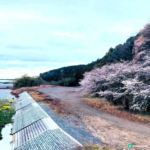 蓬萊橋賞春景 🍃🏞️ 897.4 公尺挑戰 去厄運