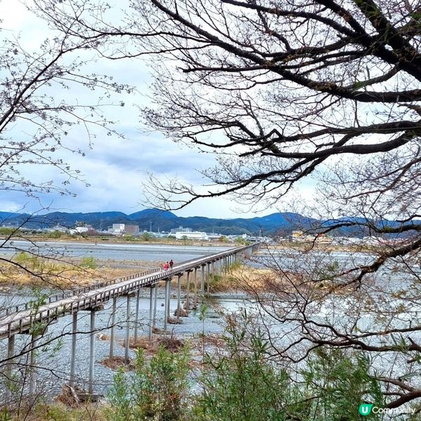 蓬萊橋賞春景 🍃🏞️ 897.4 公尺挑戰 去厄運