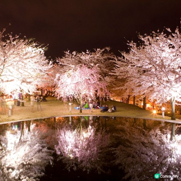 新潟夜櫻水鏡夢幻✨🌌