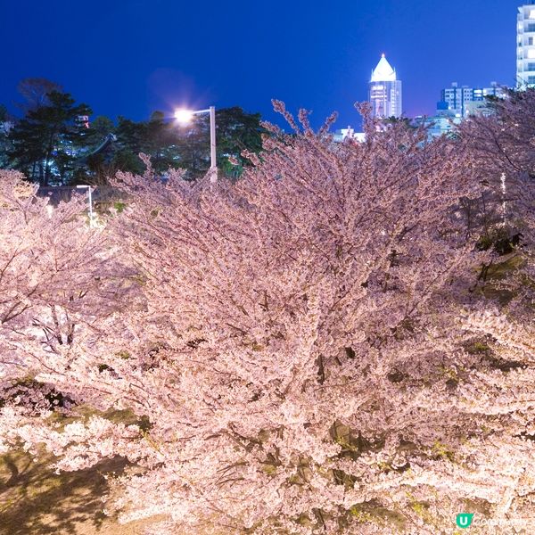 新潟夜櫻水鏡夢幻✨🌌