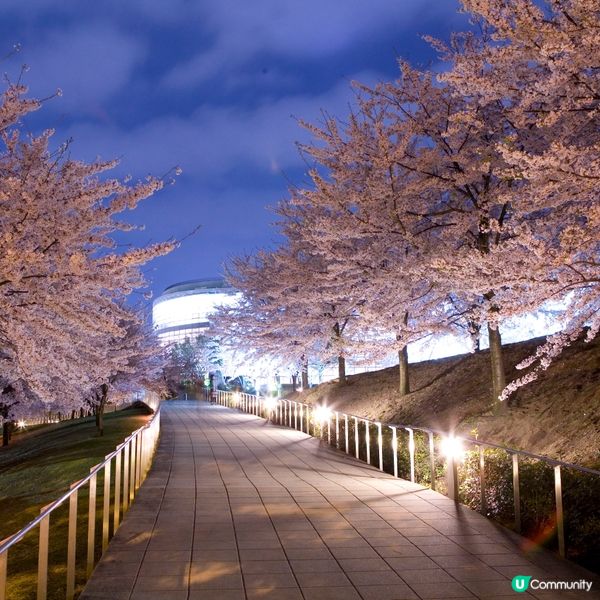 新潟夜櫻水鏡夢幻✨🌌