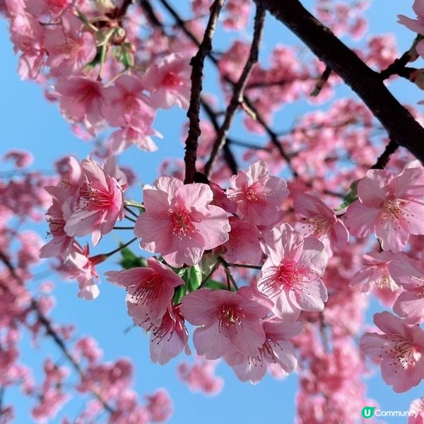 賞櫻漫步賞到晴空塔！🌸✨睇櫻花季節