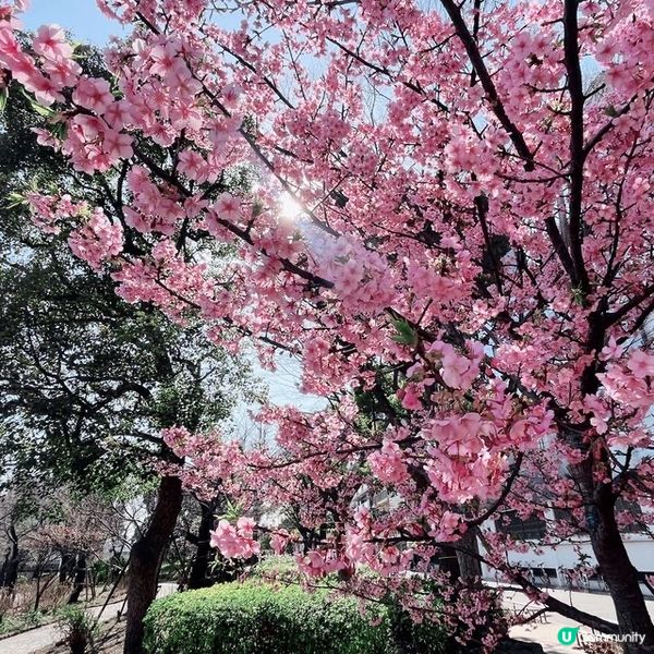 賞櫻漫步賞到晴空塔！🌸✨睇櫻花季節