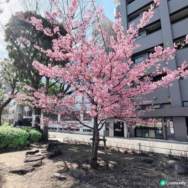 賞櫻漫步賞到晴空塔！🌸✨睇櫻花季節