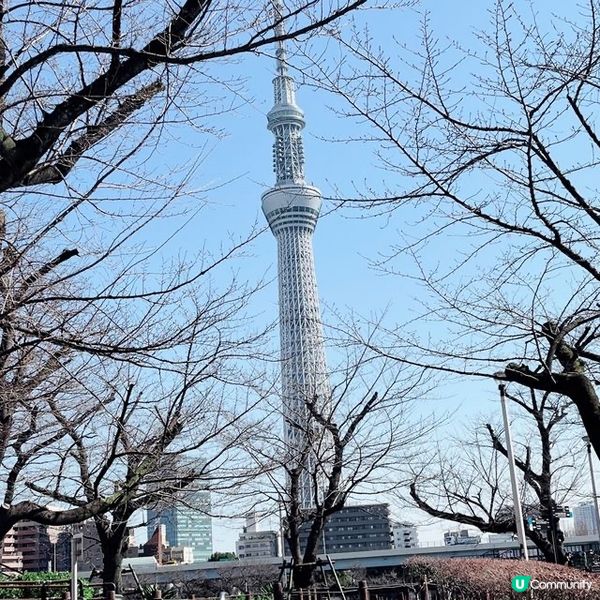 賞櫻漫步賞到晴空塔！🌸✨睇櫻花季節