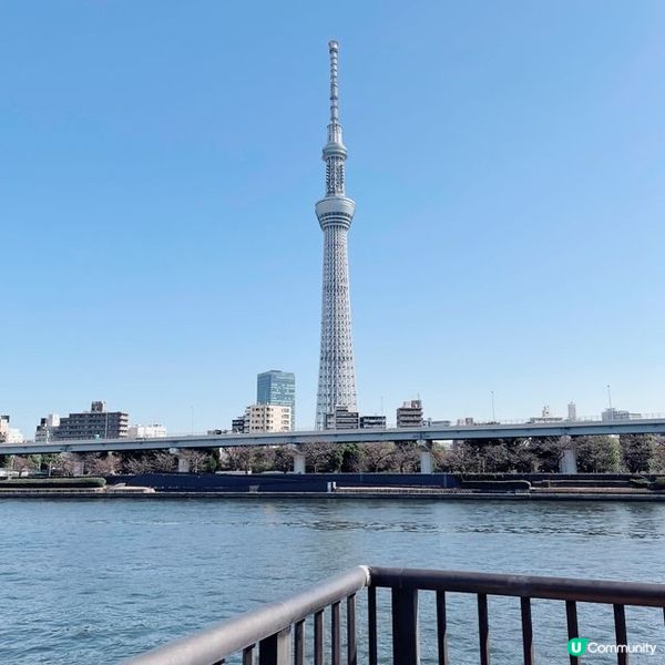 賞櫻漫步賞到晴空塔！🌸✨睇櫻花季節