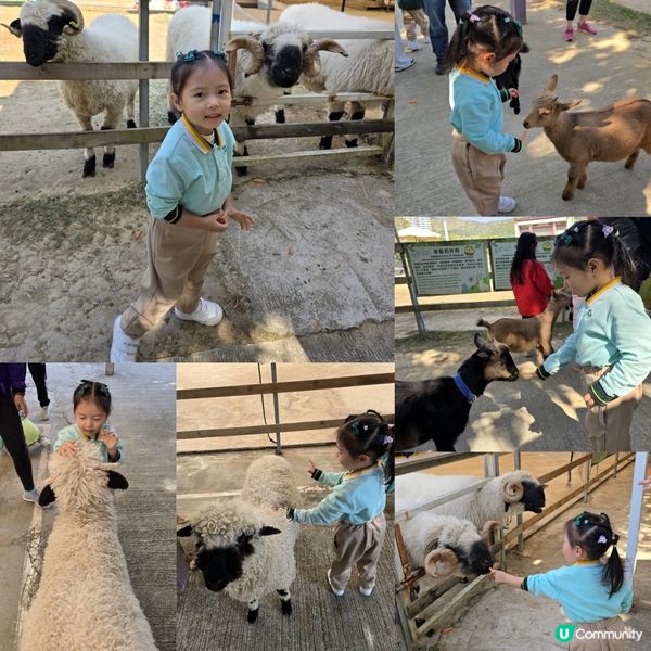 蝶豆花園 🐏🦋 🦖🛶