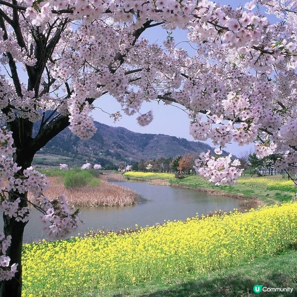 粉櫻油菜花 一石二鳥之賞花之旅！😍🌸🌼