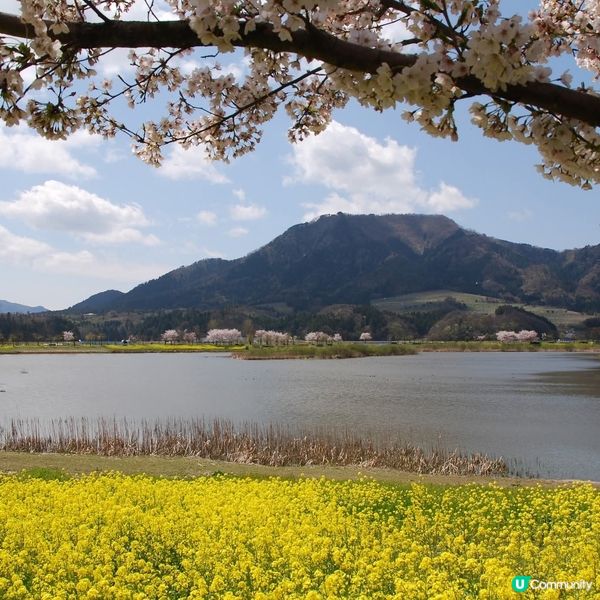 粉櫻油菜花 一石二鳥之賞花之旅！😍🌸🌼