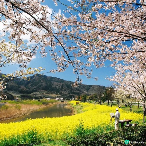 粉櫻油菜花 一石二鳥之賞花之旅！😍🌸🌼