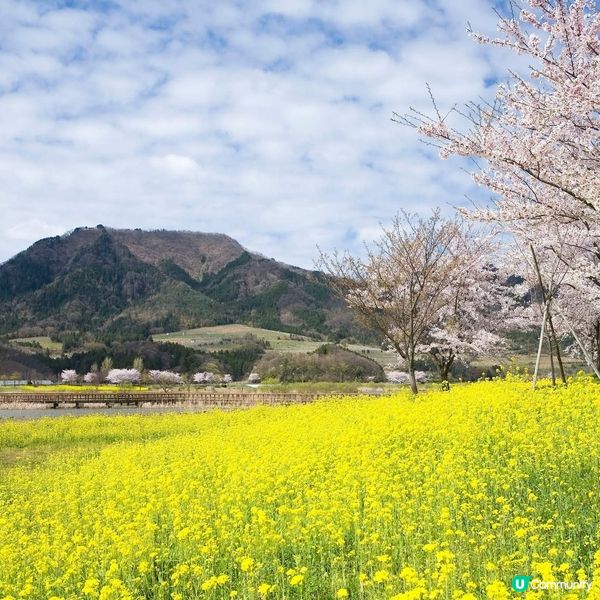 粉櫻油菜花 一石二鳥之賞花之旅！😍🌸🌼