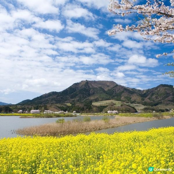 粉櫻油菜花 一石二鳥之賞花之旅！😍🌸🌼