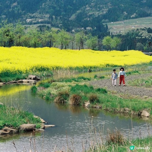 粉櫻油菜花 一石二鳥之賞花之旅！😍🌸🌼