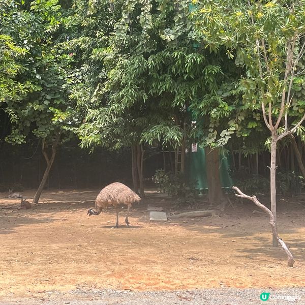 長隆野生動物世界 - 1日完全玩唔哂！