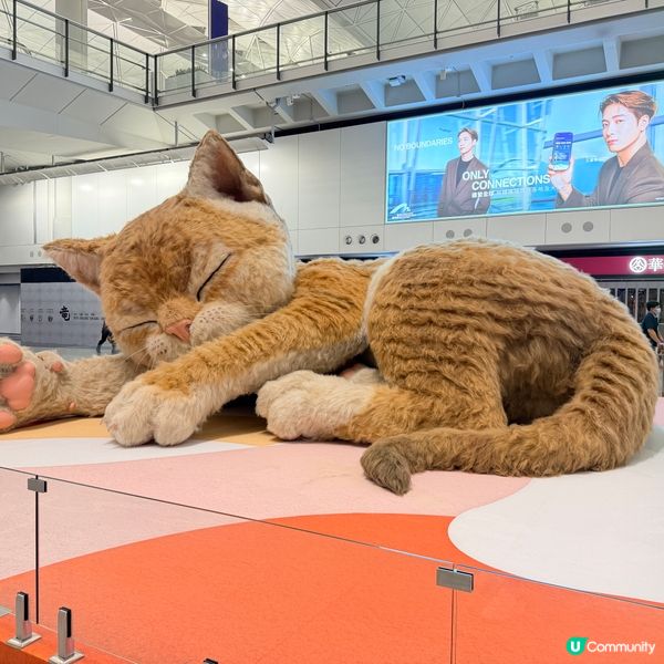 貓咪機場治癒你！🐾✈️