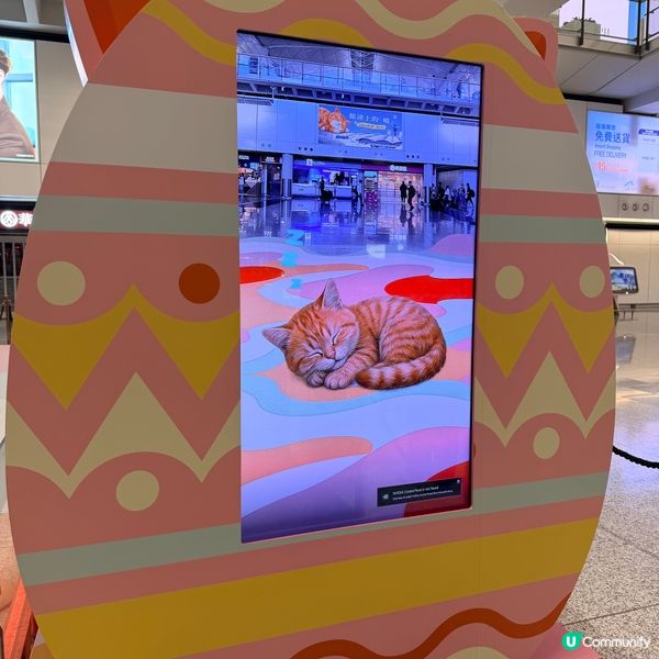 貓咪機場治癒你！🐾✈️