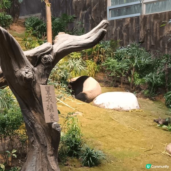 我最喜歡去海洋公園，主打海洋生態、水族館、熊貓館、威威天地、...