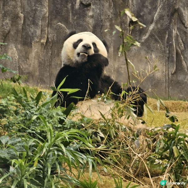 我最喜歡去海洋公園，主打海洋生態、水族館、熊貓館、威威天地、...