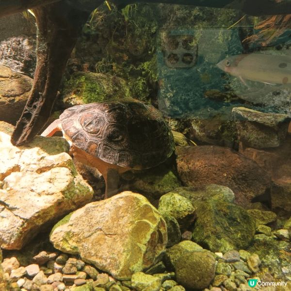 我最喜歡去海洋公園，主打海洋生態、水族館、熊貓館、威威天地、...