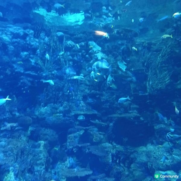 我最喜歡去海洋公園，主打海洋生態、水族館、熊貓館、威威天地、...