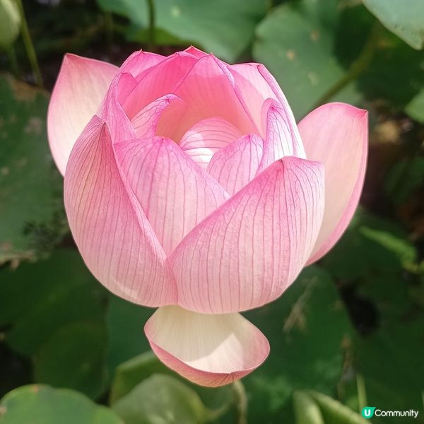 塱原荷花🌸醉美！😍